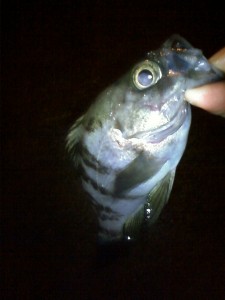 mebaru (3) ワームチェンジで一発!メバル画像