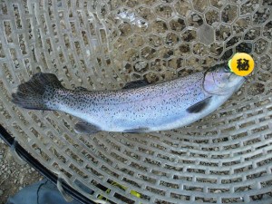 トップで釣ったニジマスの画像