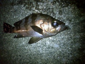 smebaru 東扇島のメバル2