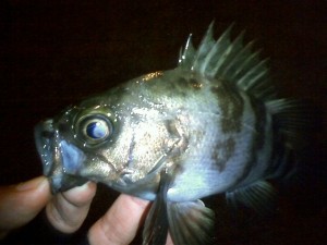 smebaru (6) サイズも文句なしの東扇島メバル