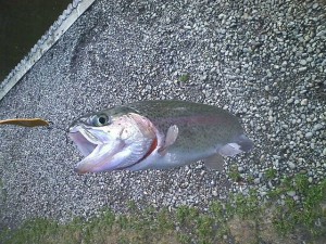 王禅寺で釣ったニジマス