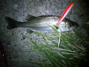 品川運河のチビシーバスゲット