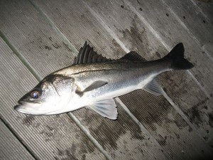 隅田川で釣ったシーバスの写真
