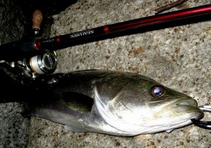 品川で釣ったシーバス画像