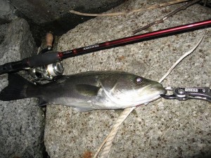 強風の中しとめた品川運河シーバス