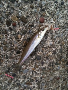 房総の春キス画像