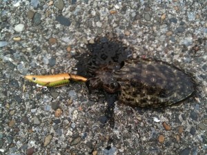 房総のスミイカ画像