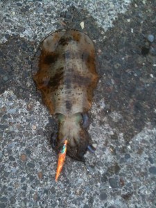 房総の春イカゲット画像