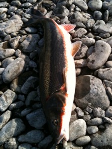 多摩川のマルタウグイの婚姻色