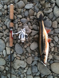 多摩川マルタウグイ画像