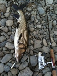 多摩川のニゴイ画像