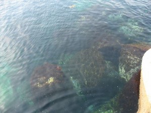 透き通る海の画像