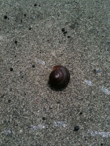 でんでんむしの画像