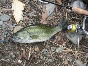 多摩川の見えバスをしとめた画像