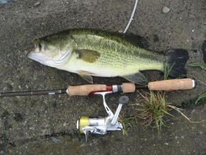 多摩川でしとめたナイスサイズラージマウスバス