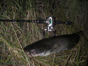 太ったナマズが横たわる画像