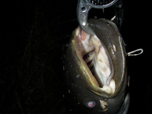 川ナマズの顔の画像