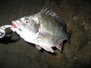 甲子園近くでゲットしたキビレの画像