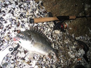 ルアーでのキビレの釣果画像