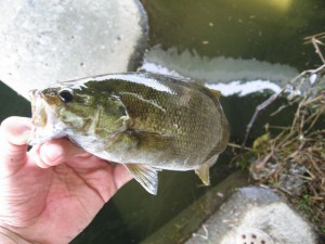 多摩川で釣ったスモールマウスバス