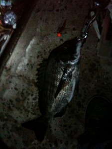 ガルプでクロダイゲット