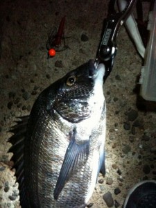 チヌボンボンで本チヌゲット