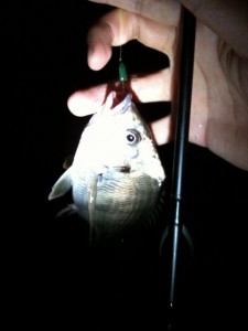 小さなキビレはジグヘッドで簡単にゲット