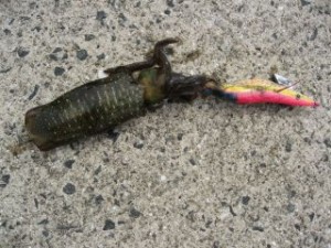 長崎のアオリイカ画像