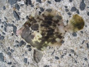 胴付きにワームでカワハギゲット画像