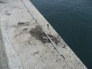 堤防に残るアオリイカのスミ跡写真