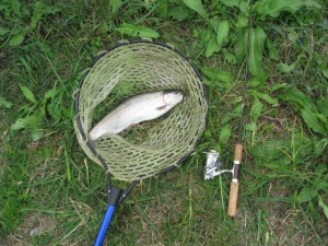 ぶっといコンディションのいいニジマス