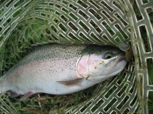 開成フォレストスプリングスのニジマス