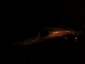 秋の多摩川落ち鮎パターンイメージ画像