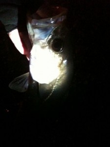 秋の多摩川シーバスゲット画像