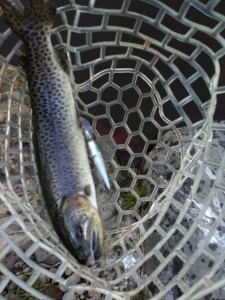 王禅寺のブラウン画像