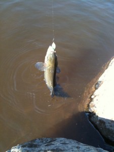 農大カラーのスプーン画像