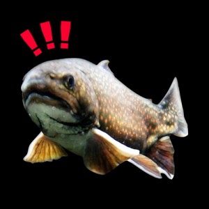 ブルックトラウトの画像