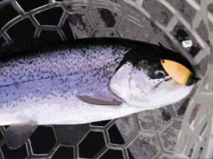 にんじんカラーのスプーンで釣ったニジマス画像