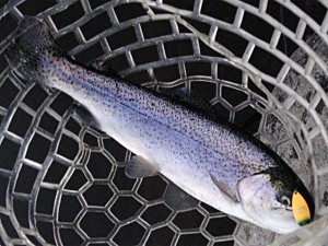 スプーンで放流ニジマスゲット画像