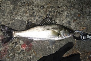 京浜運河のセイゴゲット画像