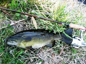 プリスポーン多摩川スモールマウスバス