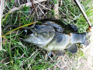 プリスポーン多摩川スモールマウスバス