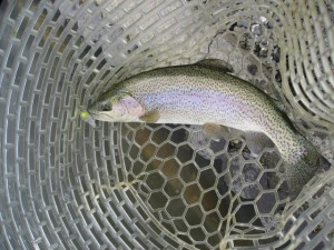 王禅寺のニジマス