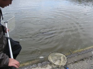 ナイスネット！