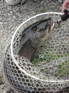 イトウという怪獣