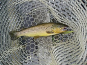 ミノーでブラウンを釣る