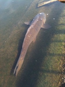 多摩川の鯉