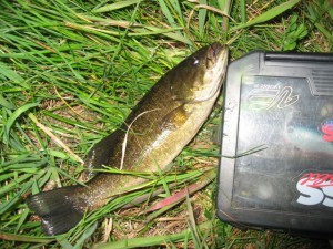 小さなスモールマウスバス