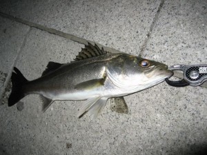 隅田川の春シーバス