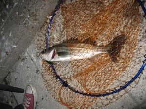 隅田川の春シーバス２